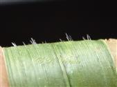  Leaf-Upper surface